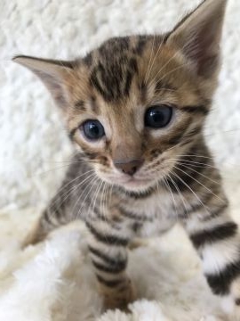 ベンガル【埼玉県・女の子・2017年11月26日・ブラウンスポテットタビー】の写真「ハイグレードベンガル」