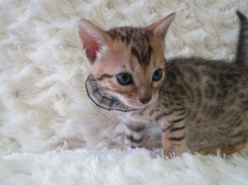 ベンガル【埼玉県・女の子・2015年5月15日・ブラウンスポテッドタビー】の写真「特別可愛い女の子」