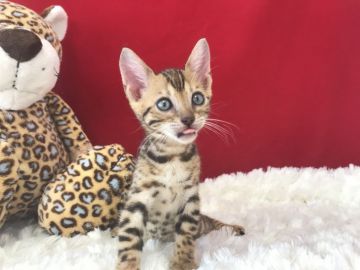 ベンガル【埼玉県・女の子・2019年4月17日・ブラウンスポテットタビー】の写真「細かく可愛らしいロゼットが良いです！」