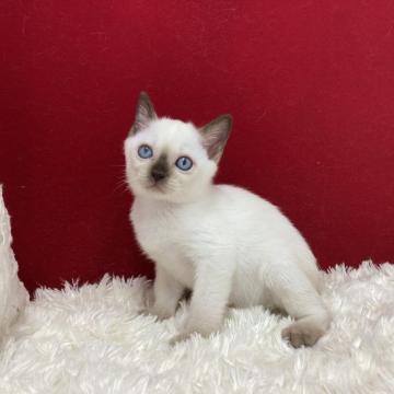 トンキニーズ【埼玉県・女の子・2022年5月13日・ナチュラルポイント】の写真「大変可愛い子ですよ！」