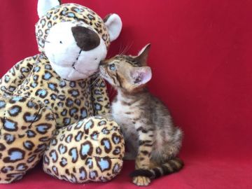 ベンガル【埼玉県・男の子・2018年7月8日・ブラックスポテットタビー】の写真「とてもハンサムな男の子です！」