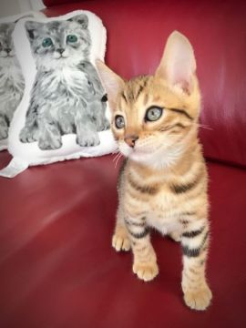 ベンガル【埼玉県・女の子・2017年8月8日・ブラウンスポテッドタビー】の写真「ゴールデンカラーのお嬢様」