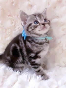 アメリカンショートヘア【埼玉県・女の子・2017年10月8日・シルバークラッシックタビー】の写真「いわゆる正統派美人です♡」