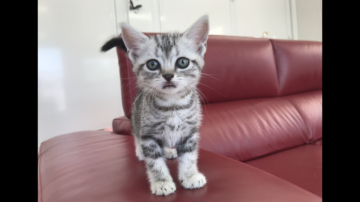 アメリカンショートヘア【埼玉県・女の子・2018年6月13日・シルバータビー】の写真「とにかく可愛いですね(^^)」