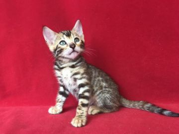 ベンガル【埼玉県・女の子・2018年5月16日・ブラックスポテットタビー】の写真「とても綺麗な可愛い子ですよ！」