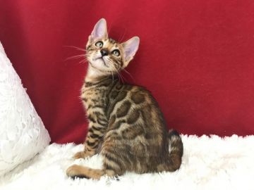 ベンガル【埼玉県・男の子・2020年5月28日・ブラウンスポテットタビー(ロゼット)】の写真「大変綺麗な可愛い男の子です。」