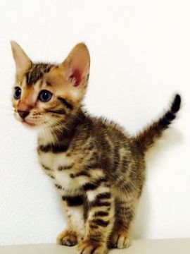 ベンガル【埼玉県・男の子・2016年7月25日・ブラウンスポテッドタビー】の写真「ゴージャスなお嬢様」