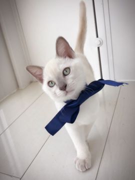 トンキニーズ【埼玉県・男の子・2017年7月20日・ライラックミンク】の写真「ハンサムな2兄弟」