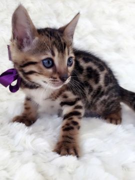 ベンガル【埼玉県・女の子・2016年9月18日・ブラウンスポテッドタビー】の写真「美人姉妹の姉です」