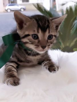 ベンガル【埼玉県・男の子・2017年9月27日・ブラウンスポテッドタビー】の写真「ブラックトーン4兄弟」