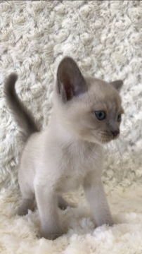 トンキニーズ【埼玉県・男の子・2017年11月3日・ライラックミンク】の写真「とにかく元気くん」