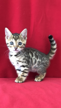 ベンガル【埼玉県・女の子・2018年2月28日・ブラックスポテットタビー】の写真「スタンダードベンガル」