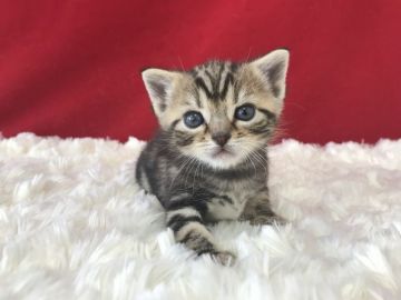 アメリカンショートヘア【埼玉県・男の子・2019年3月24日・ブラウンタビー】の写真「あどけないお顔のとっても可愛いアメショー君です」