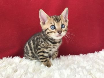 ベンガル【埼玉県・男の子・2021年2月12日・ブラウンスポテットタビー(ロゼット)】の写真「びっくりお目目が可愛いです。」