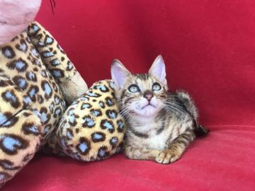 ベンガル【埼玉県・女の子・2018年6月30日・ブラックスポテットタビー】の写真「とても綺麗な可愛いベンガルちゃんですよ！」