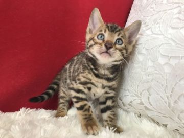 ベンガル【埼玉県・男の子・2021年2月12日・ブラウンスポテットタビー(ロゼット)】の写真「大変美しい子です。」