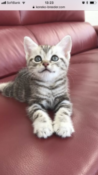 アメリカンショートヘア【埼玉県・男の子・2018年6月13日・シルバータビー】の写真「とっても人懐っこいアメショー君です！」