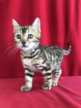 ベンガル【埼玉県・女の子・2018年1月31日・ブラックスポテットタビー】の写真「とても綺麗な女の子です！」