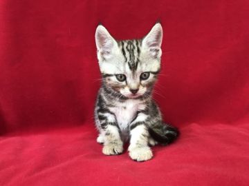 アメリカンショートヘア【埼玉県・男の子・2018年4月15日・シルバータビー】の写真「まん丸お顔のアメショーくん！」