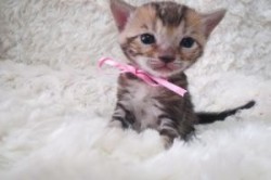 ベンガル【埼玉県・男の子・2013年10月28日・ブラウンマーブルドタビー】の写真「マーブルの男の子です」