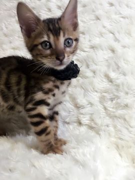ベンガル【埼玉県・男の子・2016年4月29日・ブラウンスポテッドタビー】の写真「優しい優しい王子様」