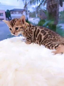 ベンガル【埼玉県・女の子・2017年10月16日・ブラウンスポテッドタビー】の写真「ハイグレードベンガル♡」