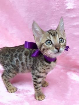 ベンガル【埼玉県・女の子・2017年8月8日・ブラウンスポテッドタビー】の写真「キュートなロゼットガール」