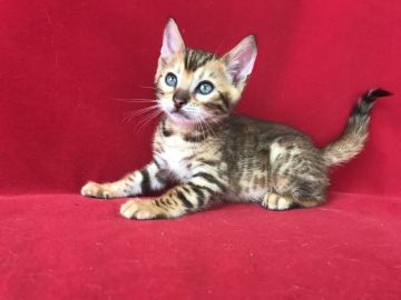 ベンガル【埼玉県・男の子・2018年5月16日・ブラウンスポテットタビー】の写真「綺麗なベンガル君ですよ！」