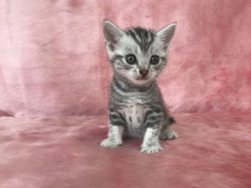 アメリカンショートヘア【埼玉県・女の子・2018年5月25日・シルバータビー】の写真「とっても可愛いアメショちゃんです！」