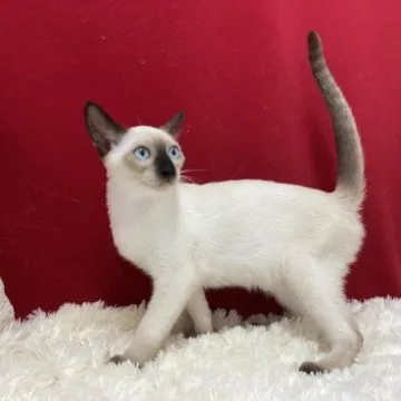 cat_img_1_thumb_mob_aa8df1d920