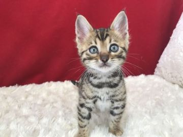 ベンガル【埼玉県・男の子・2021年1月20日・ブラウンスポテットタビー(ロゼット)】の写真「大変可愛い子です」