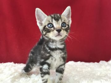 アメリカンショートヘア【埼玉県・男の子・2019年6月23日・シルバータビー】の写真「とても可愛いアメショー君です！」