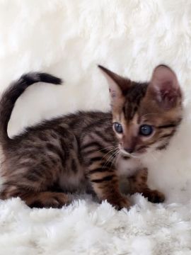 ベンガル【埼玉県・男の子・2016年6月8日・ブラウンスポテッドタビー】の写真「ビッグロゼット」