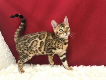 ベンガル【埼玉県・女の子・2020年6月17日・ブラウンスポテットタビー】の写真「大変綺麗なベンガルちゃんです」