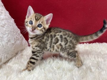 ベンガル【埼玉県・男の子・2021年2月28日・ブラウンスポテットタビー(ロゼット)】の写真「大変可愛い子です。」