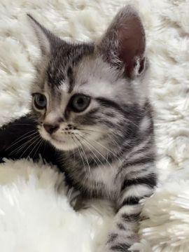 アメリカンショートヘア【埼玉県・女の子・2016年4月21日・シルバークラッシックタビー】の写真「美人さんな女の子」