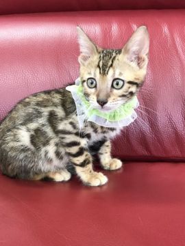 ベンガル【埼玉県・男の子・2017年4月20日・ブラウンスポテッドタビー】の写真「端正なお顔立ちの男の子」