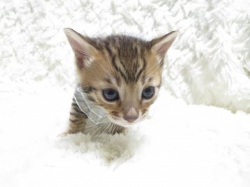 ベンガル【埼玉県・男の子・2014年1月15日・ブラウンスポテッドタビー】の写真「端正な顔立ちの男の子です」