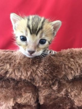 ベンガル【埼玉県・女の子・2018年4月16日・ブラックスポテットタビー】の写真「可愛いベンガルちゃん」