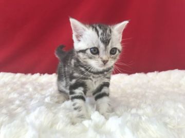 アメリカンショートヘア【埼玉県・女の子・2019年3月3日・シルバータビー】の写真「とってもキュートなアメショーちゃんです！」