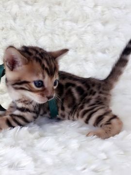 ベンガル【埼玉県・男の子・2016年11月11日・ブラウンスポテッドタビー】の写真「間違いなくイケメン君」