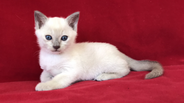 トンキニーズ【埼玉県・男の子・2018年5月1日・プラチナミンク】の写真「とにかく可愛いです！」