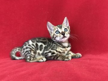 ベンガル【埼玉県・女の子・2018年6月12日・ブラックスポテットタビー】の写真「とても可愛い綺麗なベンガルちゃんです！」