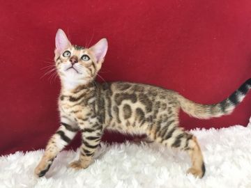 ベンガル【埼玉県・男の子・2020年7月15日・ブラウンスポテットタビー(ロゼット)】の写真「大変綺麗な男の子です。」