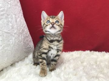 ベンガル【埼玉県・女の子・2021年1月20日・ブラウンスポテットタビー(ロゼット)】の写真「大変綺麗な可愛い子です。」