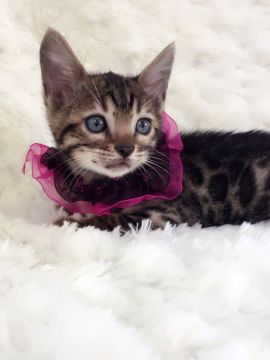 ベンガル【埼玉県・女の子・2016年9月18日・ブラウンスポテッドタビー】の写真「美人姉妹の妹です」