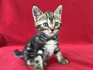 アメリカンショートヘア【埼玉県・男の子・2018年4月15日・ブラウンタビー】の写真「愛嬌満点」