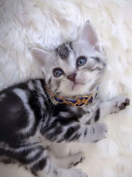 アメリカンショートヘア【埼玉県・男の子・2017年10月8日・シルバークラッシックタビー】の写真「スイート系男子♡」