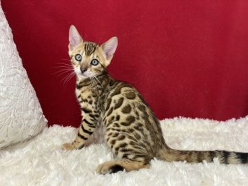 ベンガル【埼玉県・男の子・2021年4月30日・ブラウンスポテットタビー(ロゼット)】の写真「大変綺麗なカッコいい子ですよ。」