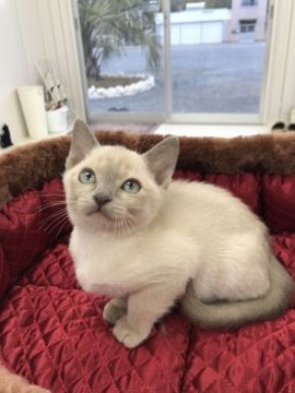 トンキニーズ【埼玉県・男の子・2017年11月3日・ライラックミンク】の写真「人懐っこいとっても可愛いトンキちゃんです。」